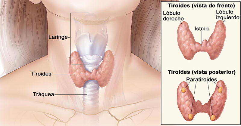 problema-tiroides