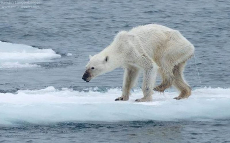 Cambio Climatico Causas Y Consecuencias Mente Y Cuerpo Sano